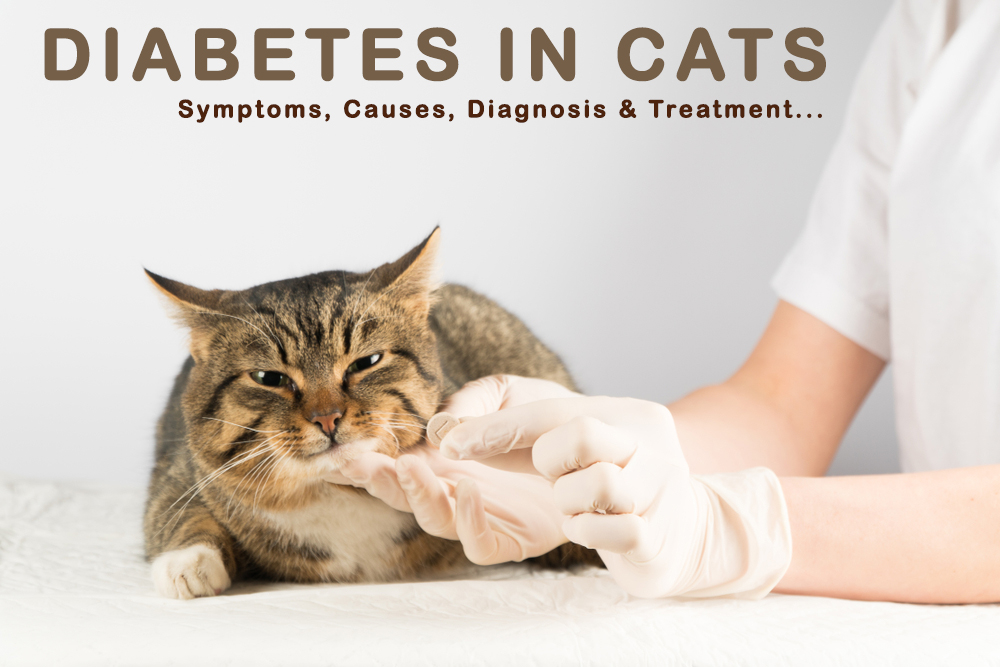 diabetes in cats
