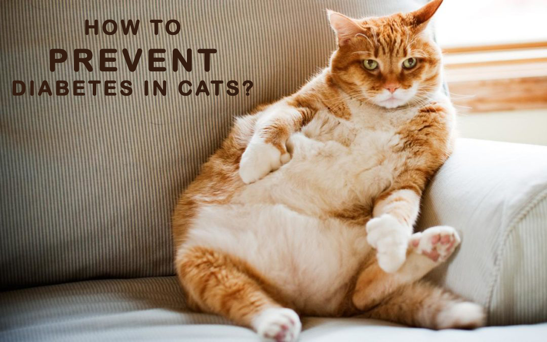prevent diabetes in cats