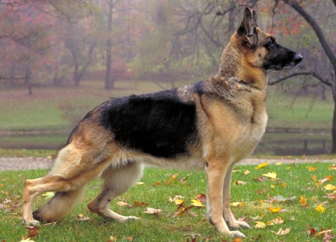 German Shepherd - popular dog breeds
