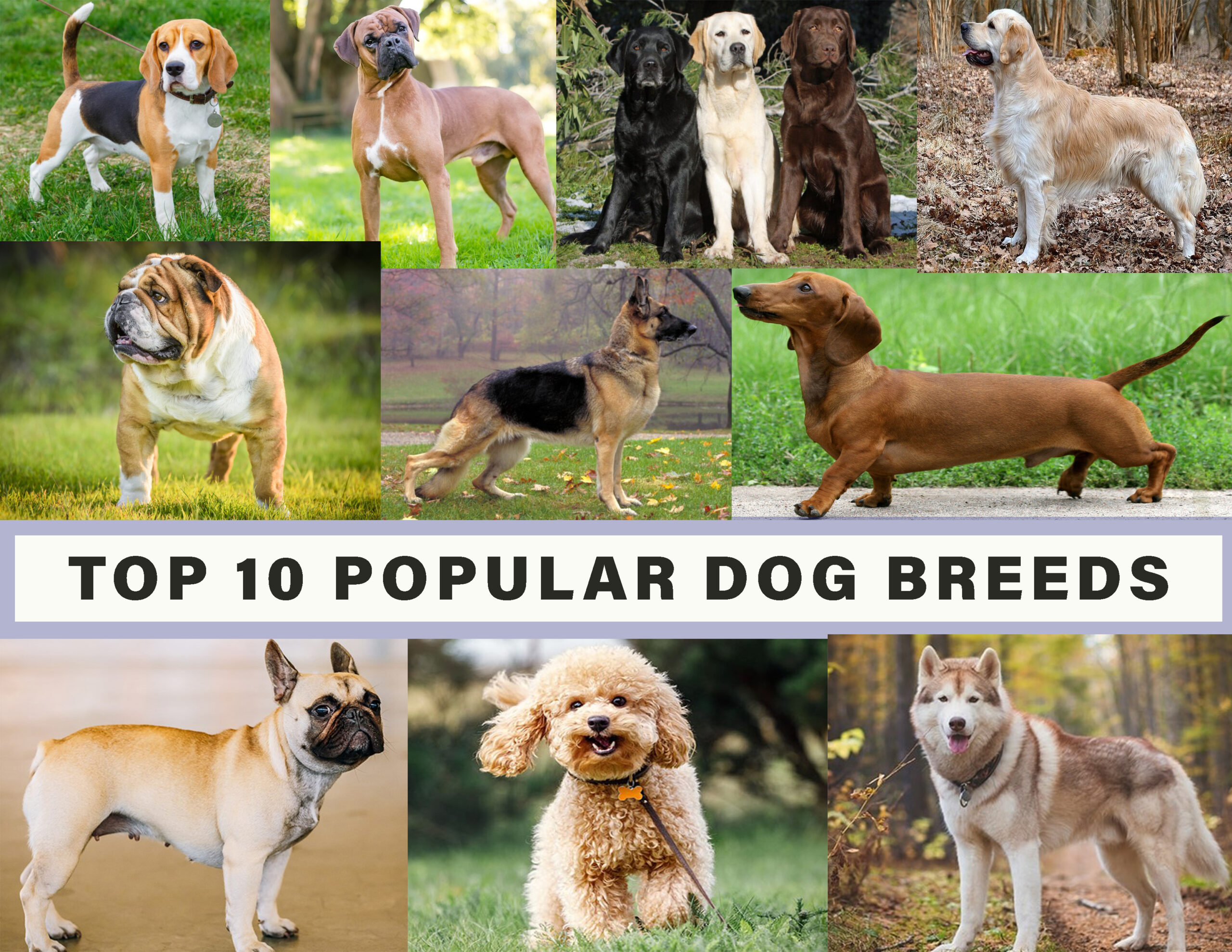 Popular Dog Breeds